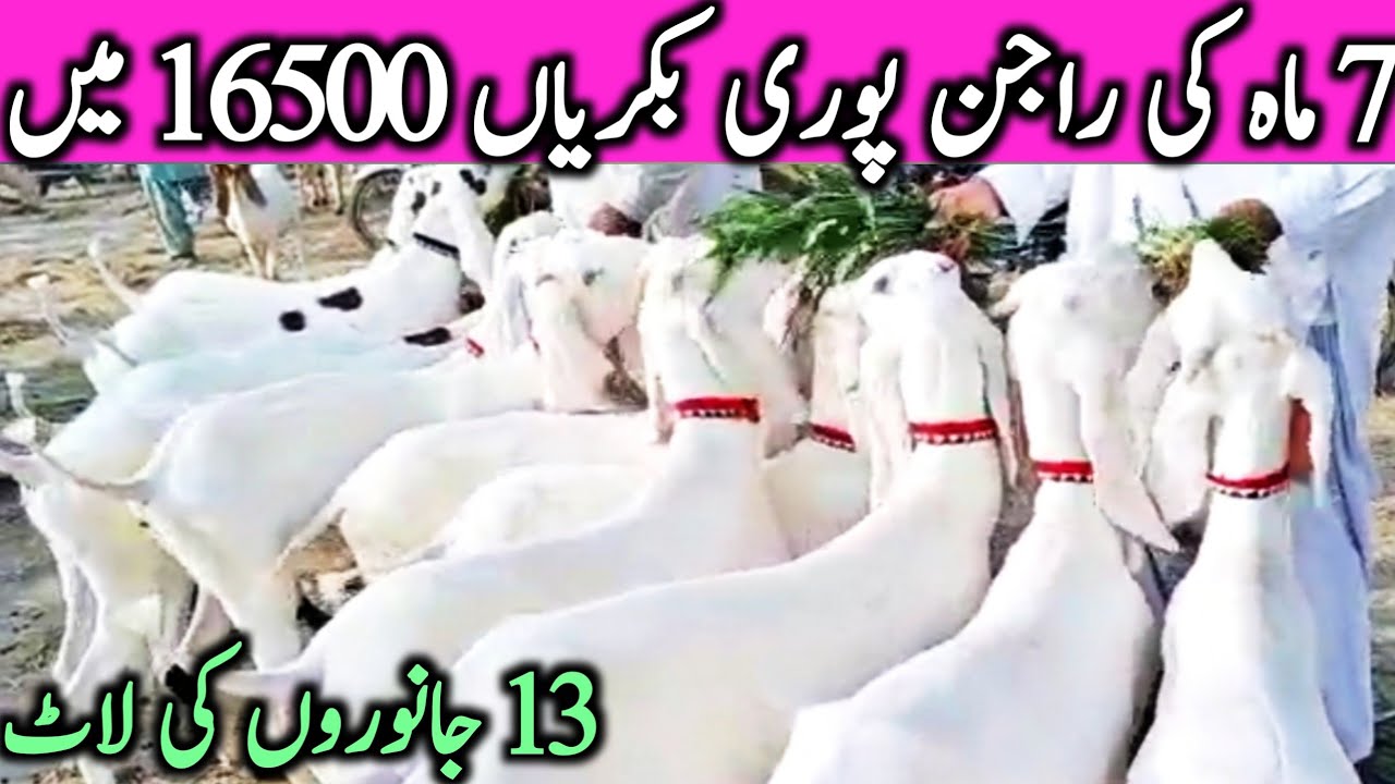 Rajin Puri Goats Bakrian In Dera Ghazi Khan Goat Mandi Cheap Price || Global Village Farming