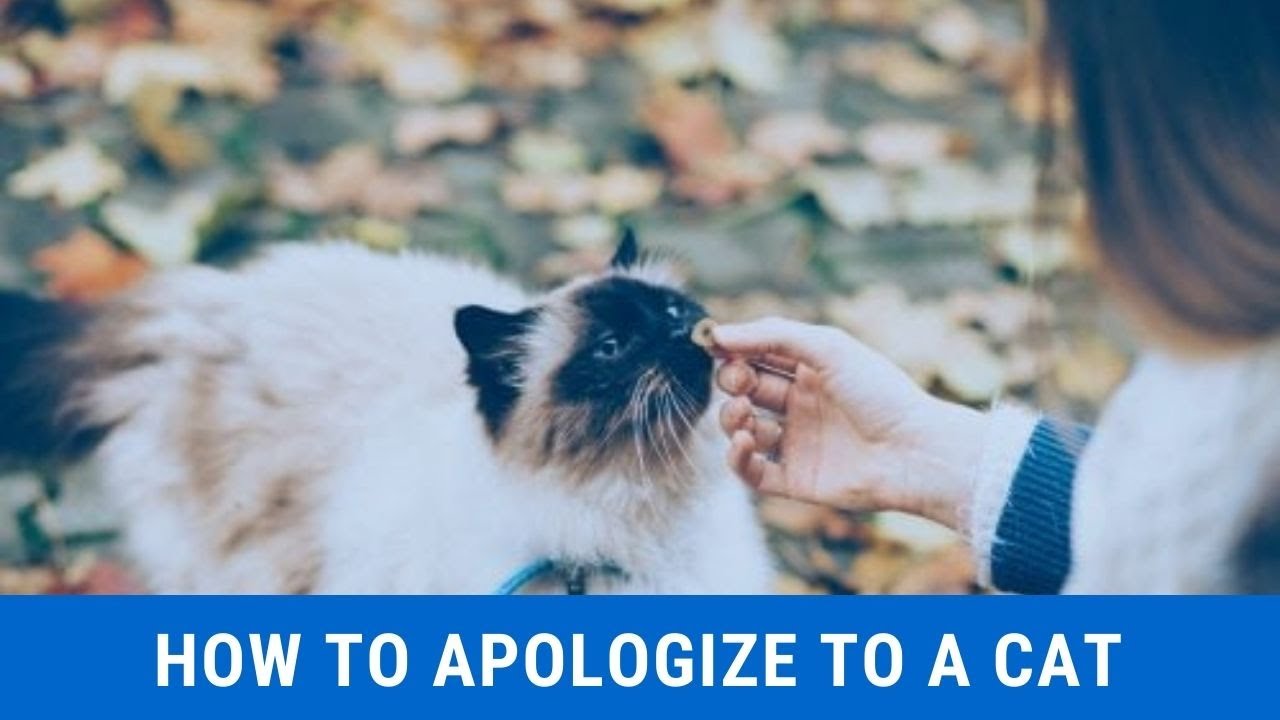 How to apologize to a cat updated 2021