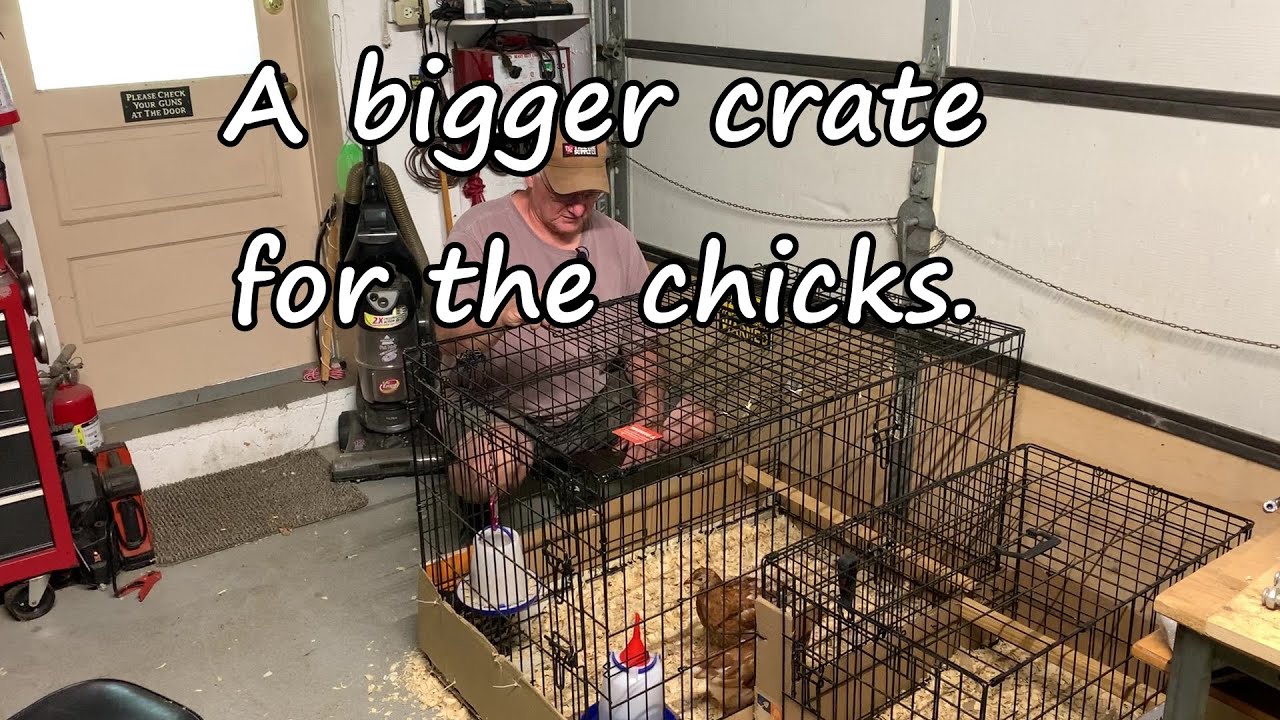 Making a chicken pen from a dog crate.