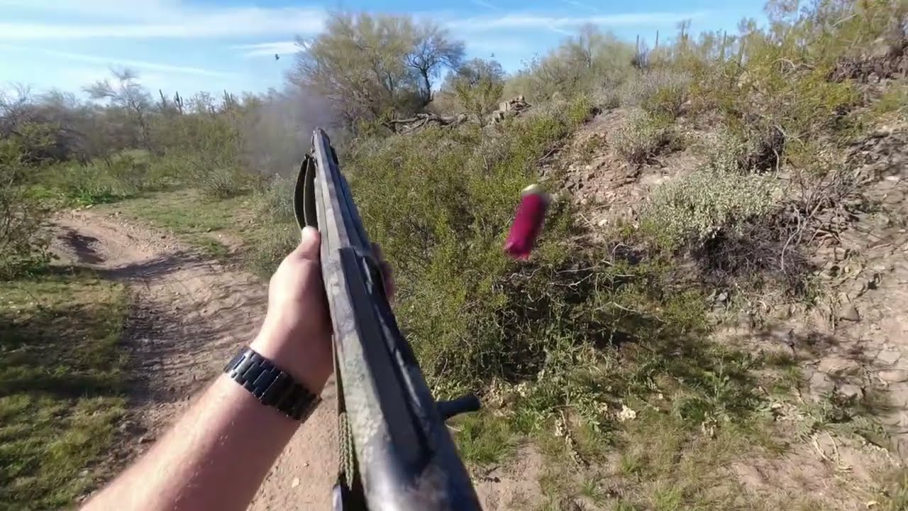 End of Season 2025 - Quail Hunt Az #azupland #uplandhunting #quailhunting #dovehunting #gsp