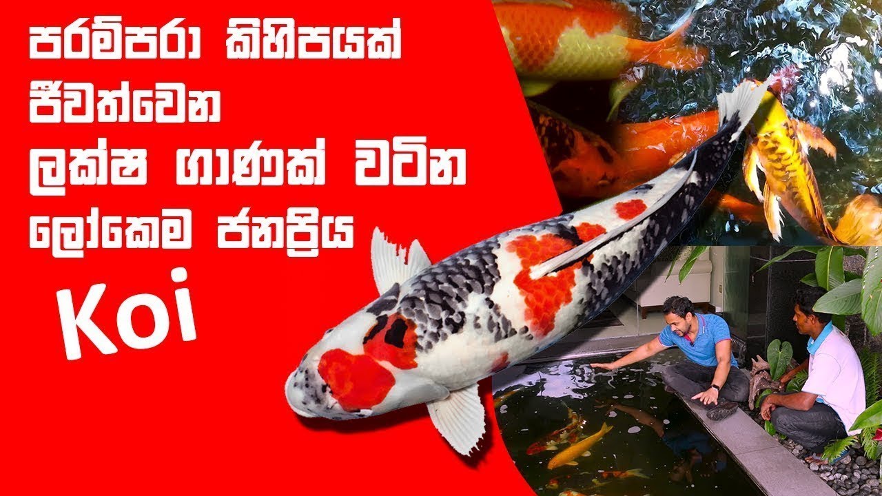 පරම්පරා කිහිපයක් ජීවත්වෙන ලක්ෂ ගාණක් වටින ලෝකෙම ජනප්‍රිය Koi | Pet Talk