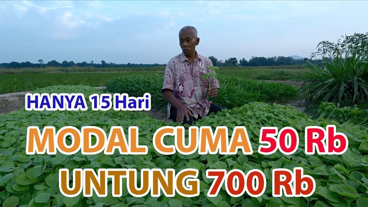 Kalkulasi Budidaya Bayam Cabut #untungbesar