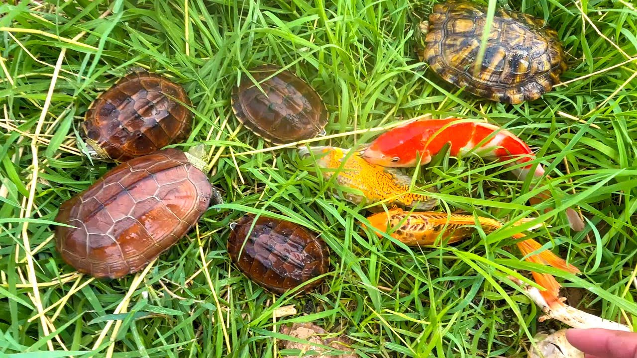 Amazing Catching Tiny Loach Video | Best Aquarium Animal | TOP Fishing