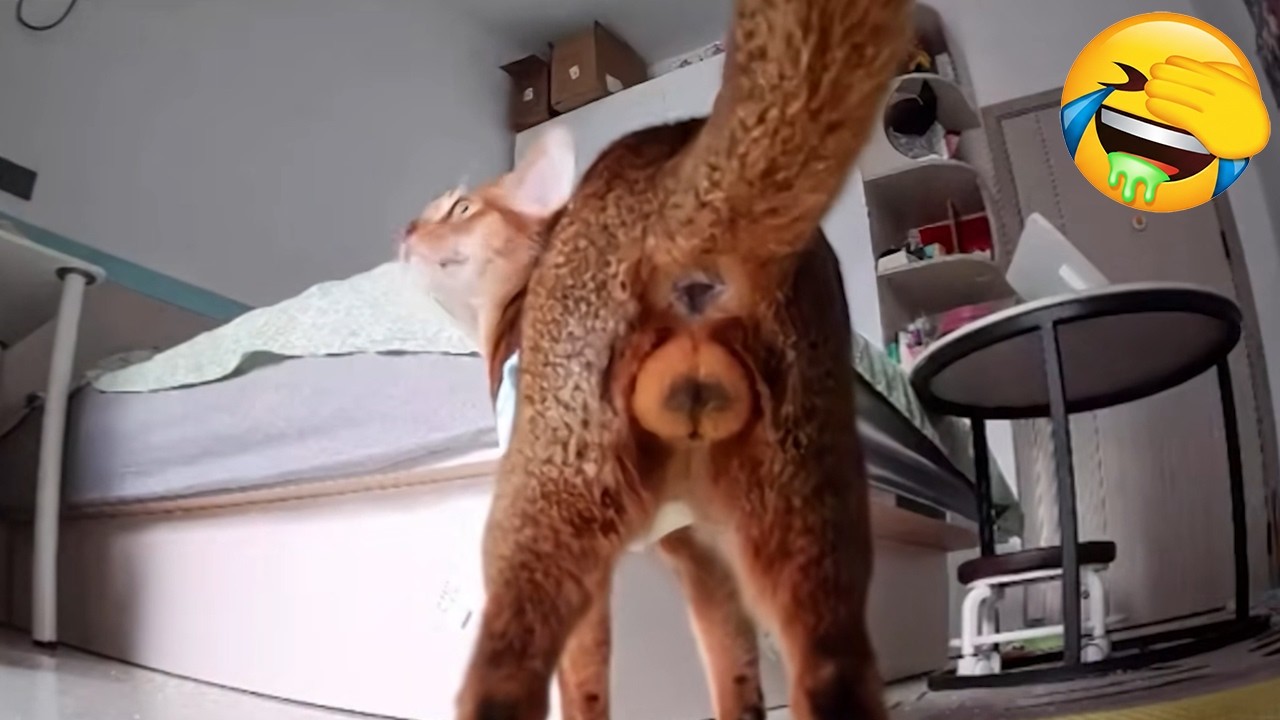 New Funniest Cats Videos 😼Try Not To Laugh😜Daily Serving of Internet Cats Part 26