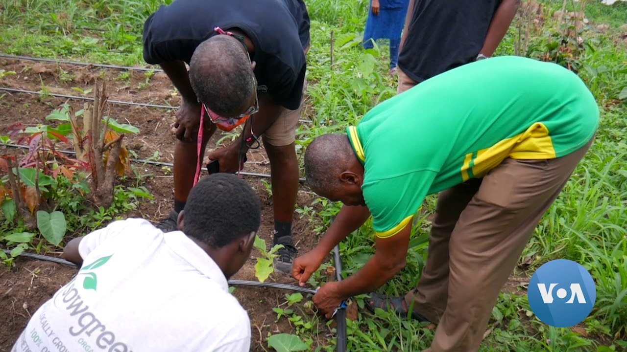 Ghana's Organic Farming Growing in Popularity During Pandemic