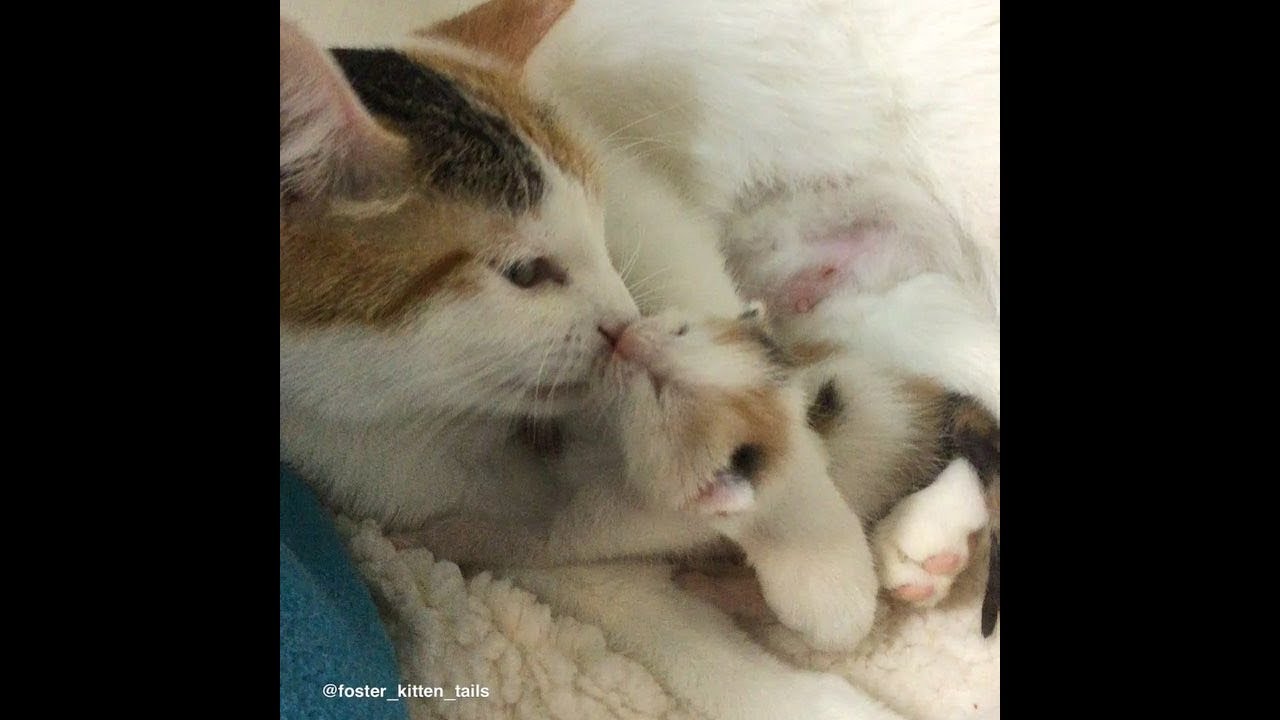Cat Mom and Her Kitten Journey to Forever Home
