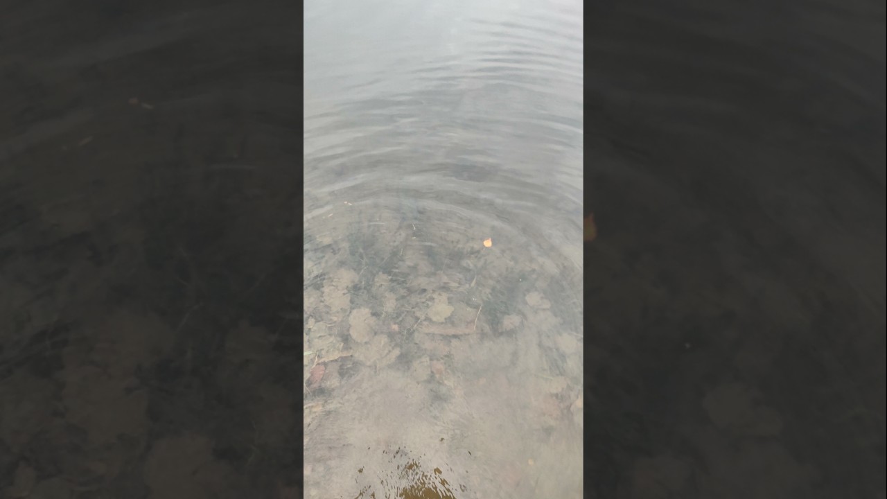 Tiger trout, Enjoy 