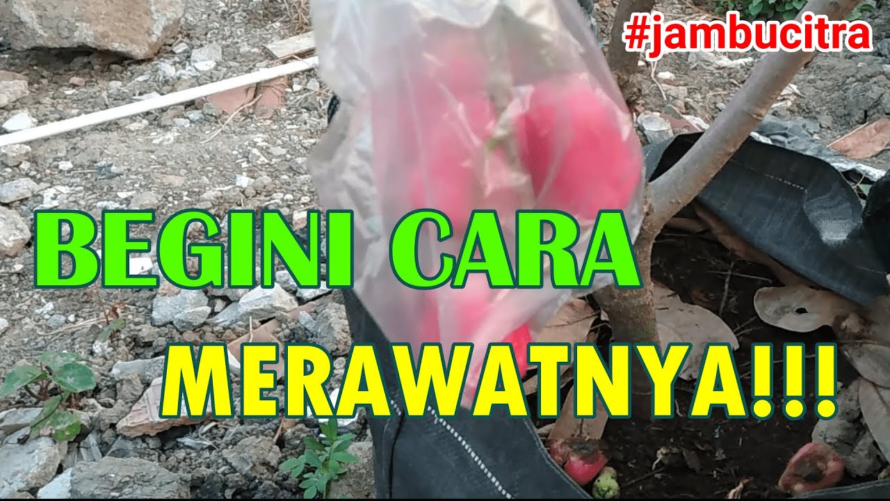 🔴PEMULA WAJIB TAU!!! CARA MERAWAT JAMBU AIR CITRA AGAR MAKSIMAL