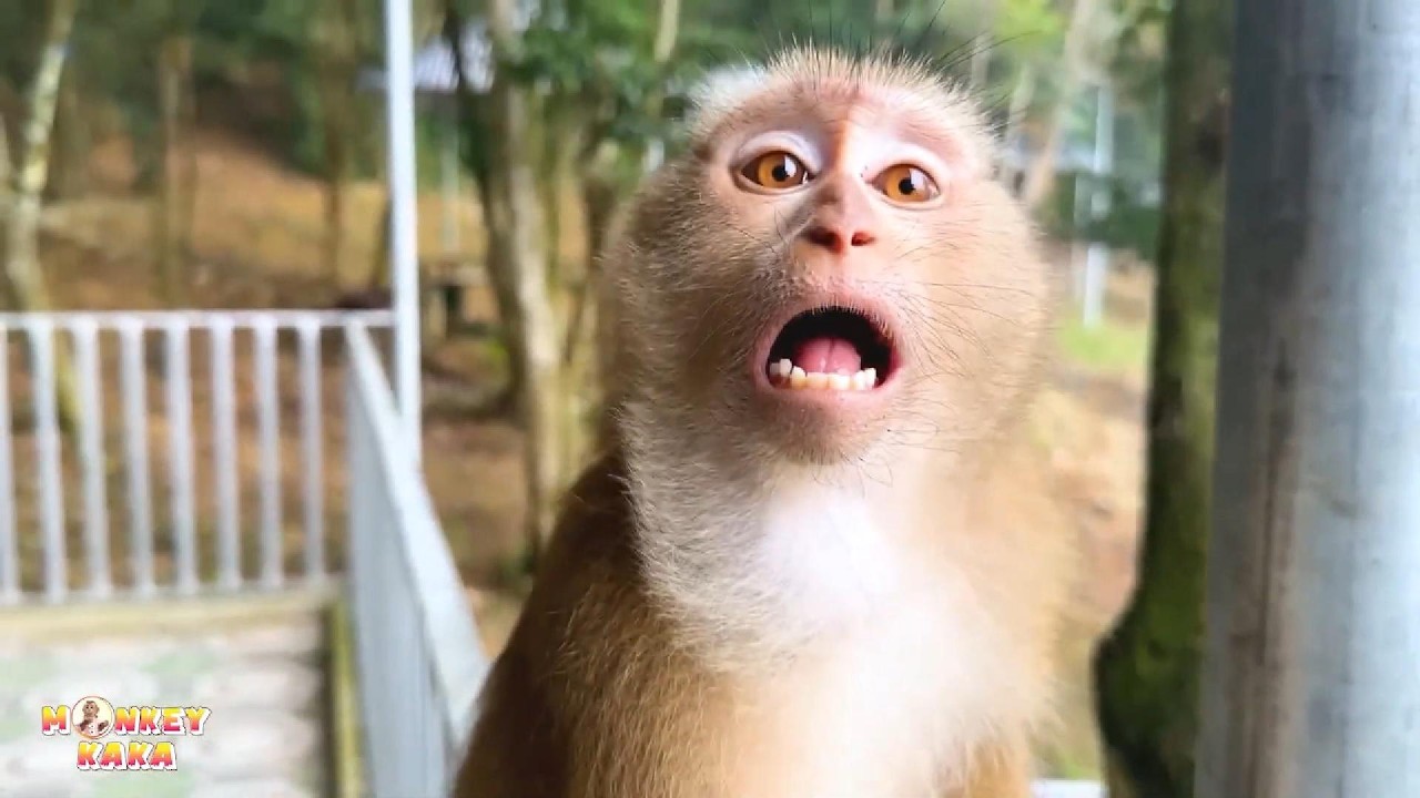 Why does Monkey Kaka react like that when sees his dad?