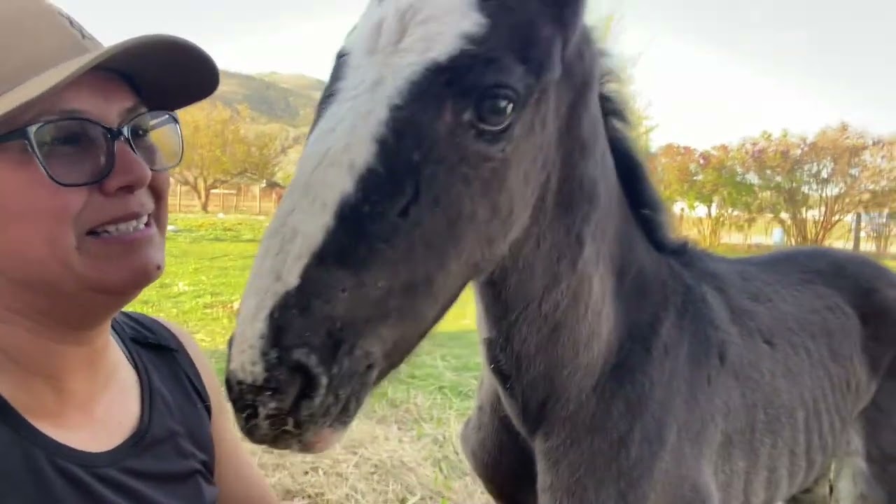 Coyote • Feral Foal found getting cleaned