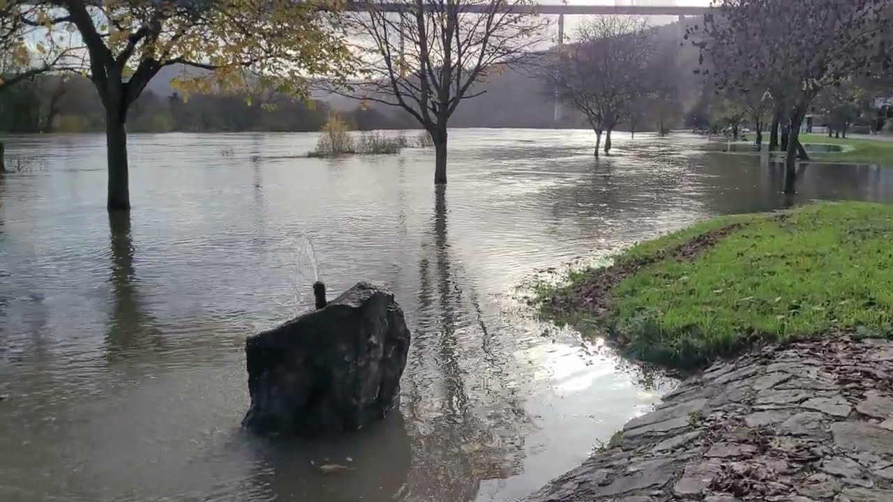 Moselhochwasser in Ürzig 19.11.2023/Stand 14 Uhr