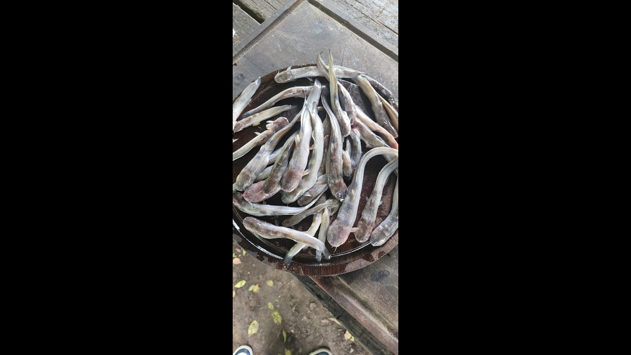 PESCANDO Y COCINANDO YUSCA DEL RIO JURAMENTO - #salta