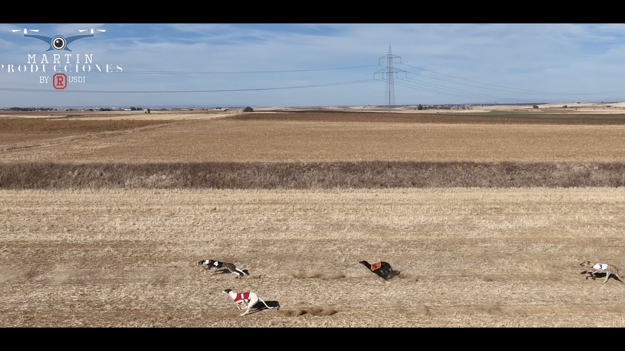 Carrera de galgos de recta 950 metros  Valderas ( León )