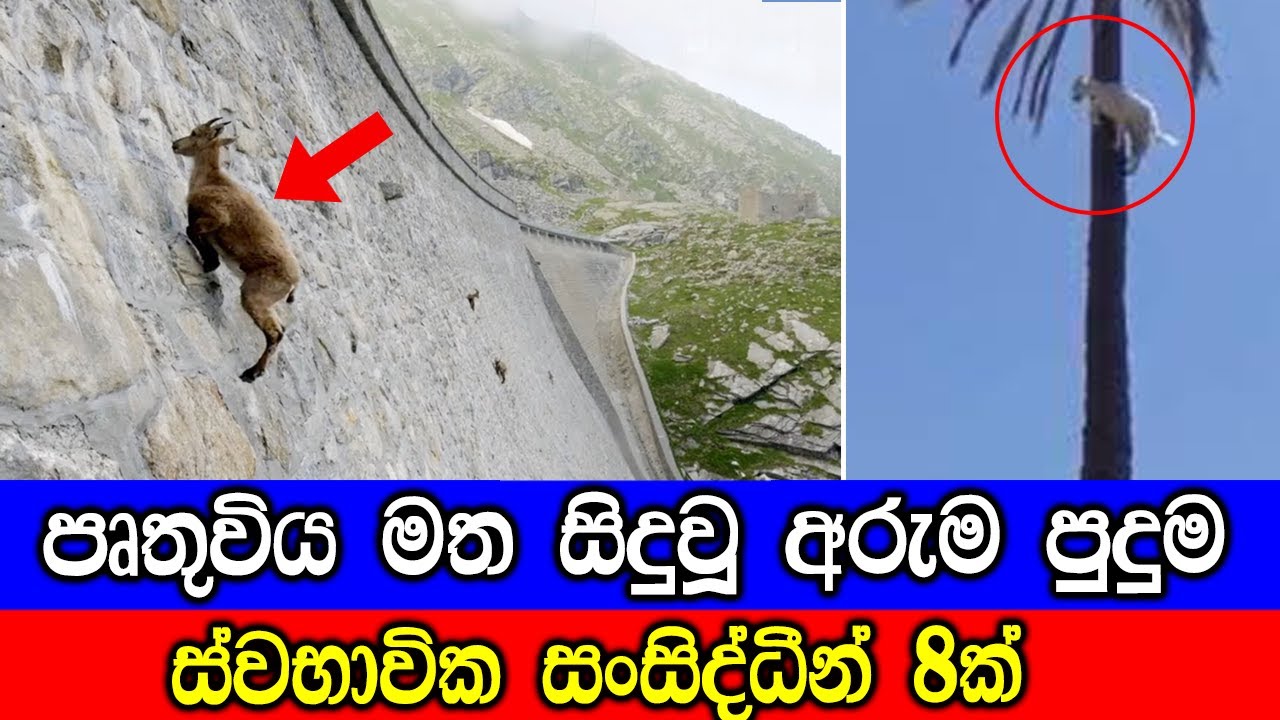 පෘතුවිය මත සිදුවූ ඉතා අමුතුම ස්වභාවික සංසිද්ධී 8ක්. | 8 Strangest Natural Phenomena In The World