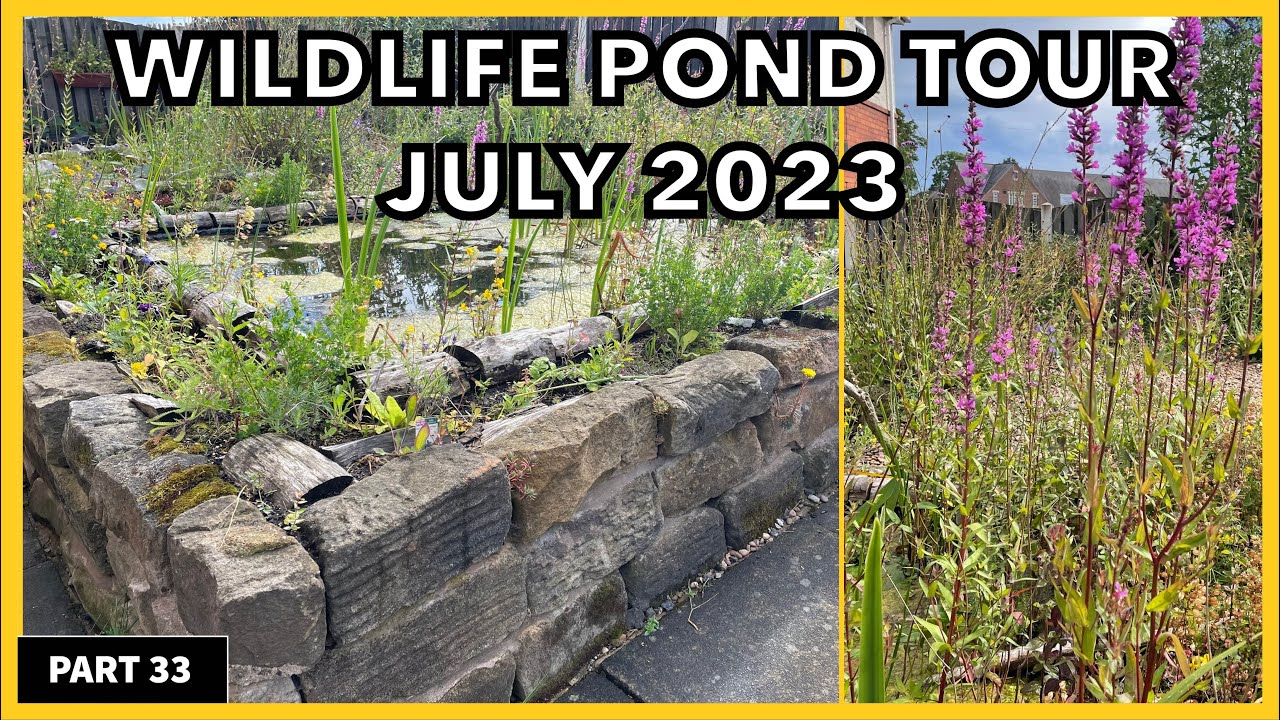 How To Build A Wildlife Pond Like This ? Here we show you our wildlife pond in July #ponds