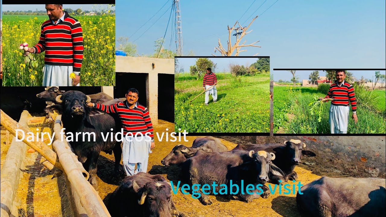 Dairy farm video \vagetables video |village life #viralvideo #farming #cattleworld #dairyfarm 