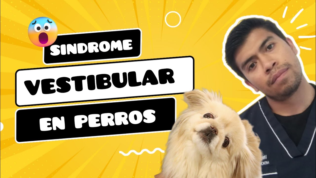 SINDROME VESTIBULAR en PERROS 😲🐾 #síndrome