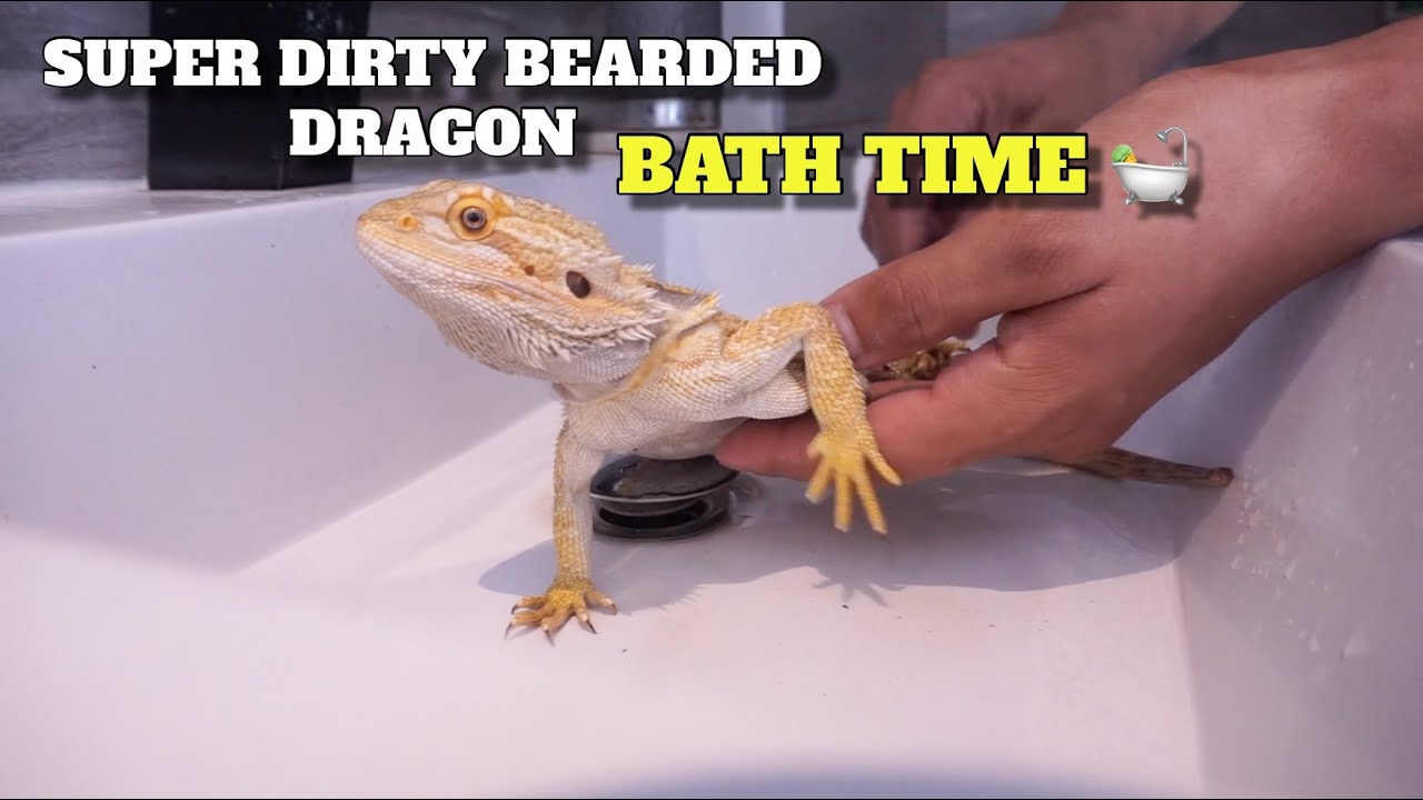 How To Give A Really Dirty Bearded Dragon A Bath!
