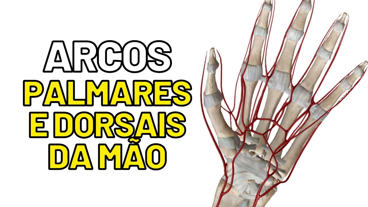 ANGIOLOGIA DA M&Atilde;O! Arcos palmares e arco dorsal ANATOMIA  -   Aula de Anatomia humana gr&aacute;tis e f&aacute;cil