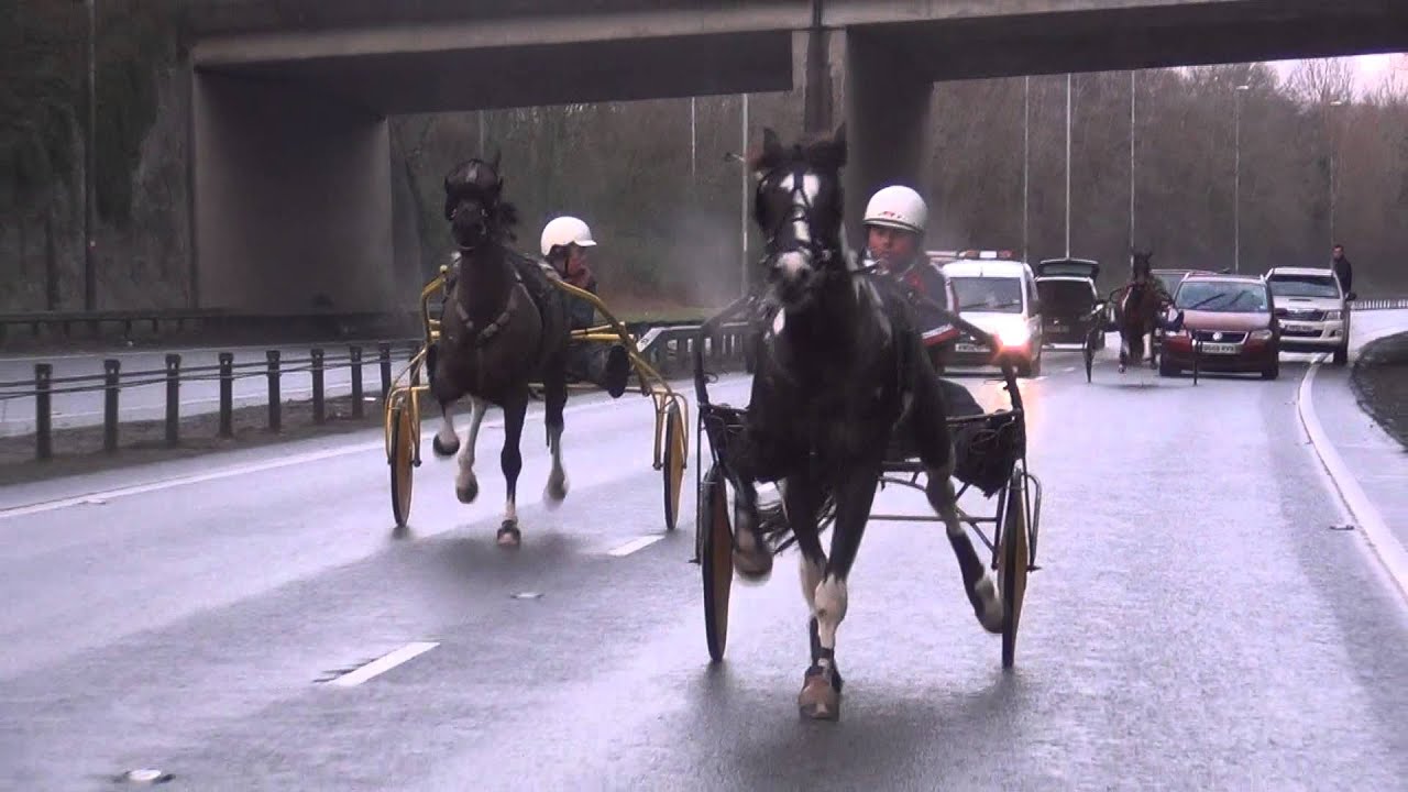 trotters