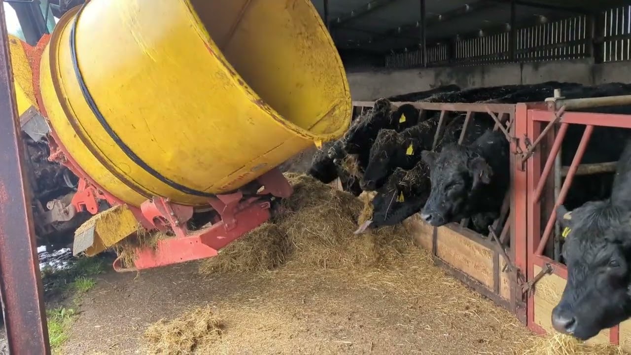 Shredding silage with the teagle tomahawk 4040