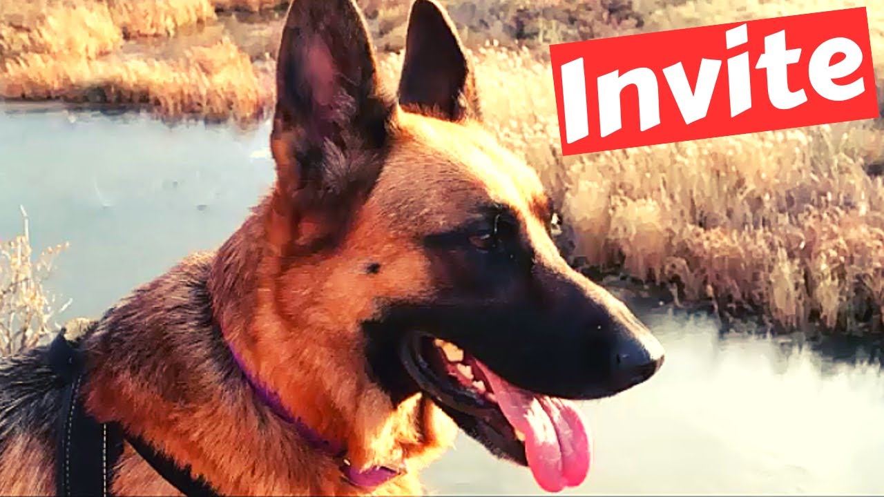 Pup Birthday Invitation