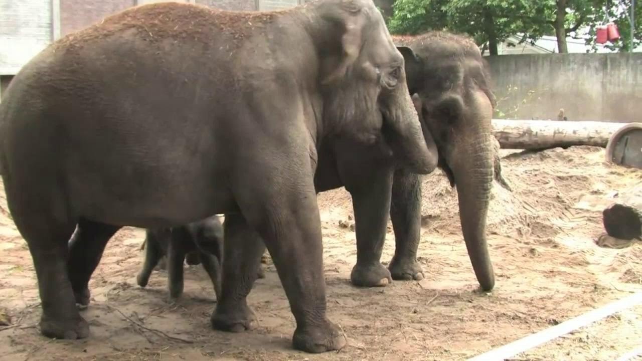 Olifanten schreeuwen om Mumba