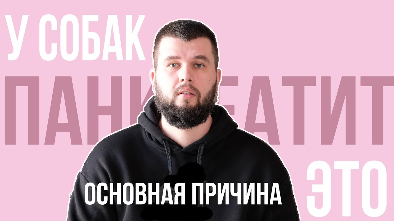 Большой секрет про панкреатит у собак | Энциклопедия UA DOG