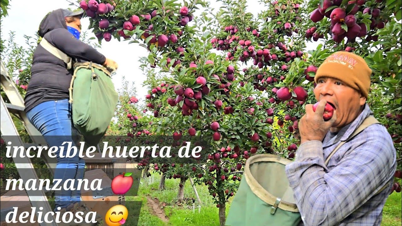 Que belleza de manzana estamos piscando hoy aquí en Washington Estados Unidos