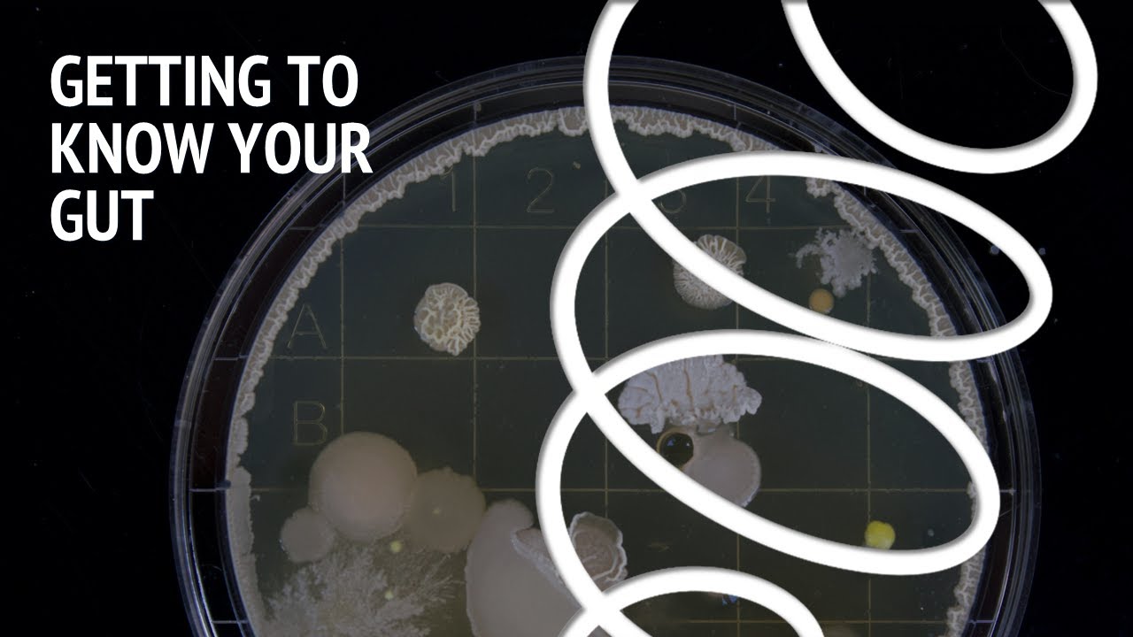 Getting to know your gut