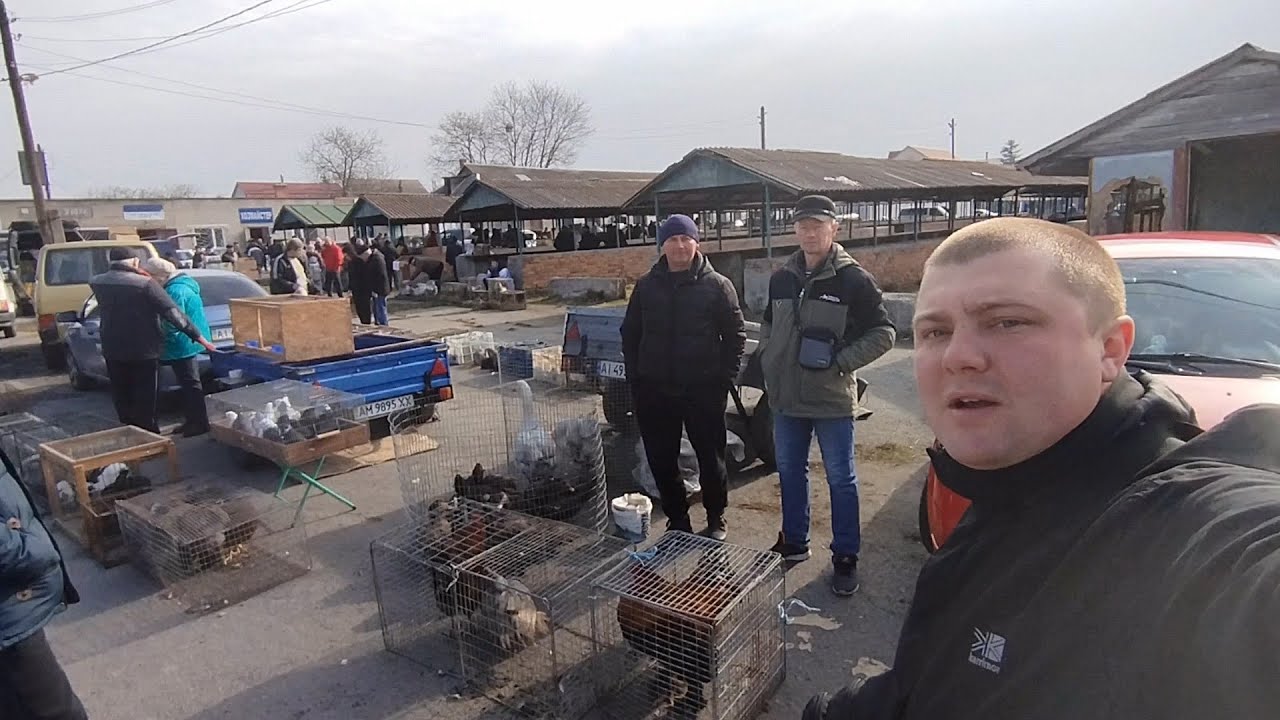 23.03.2024. М. Козятин. Виставка - ярмарок голубів, іншої птиці та тварин.