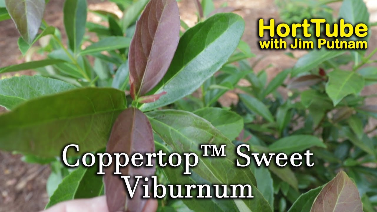 Coppertop™ Sweet Viburnum - Evergreen, Flowering, Awesome Foliage