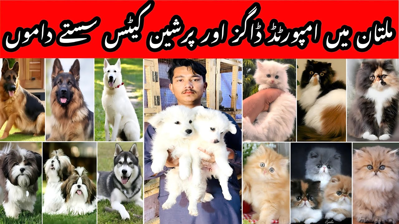 Multan Birds Market | Cheap Dogs & Persian Cats Today