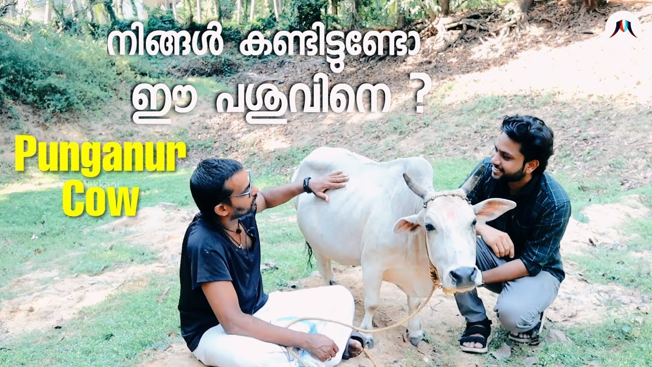 നിങ്ങൾ കണ്ടിട്ടുണ്ടോ ഈ പശുവിനെ ? || PUNGANUR COW || പശു || Media Makkani