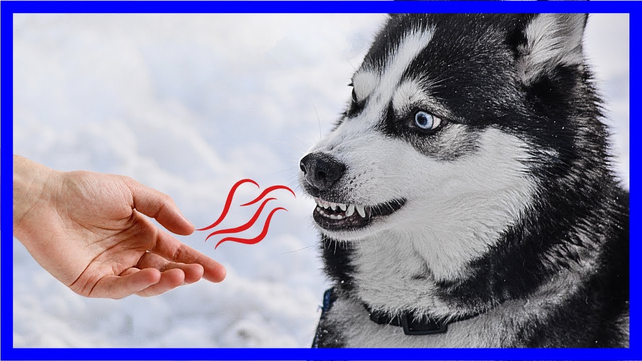Wie Hunde erkennen, ob jemand böse ist – Wissenschaftlich erklärt!
