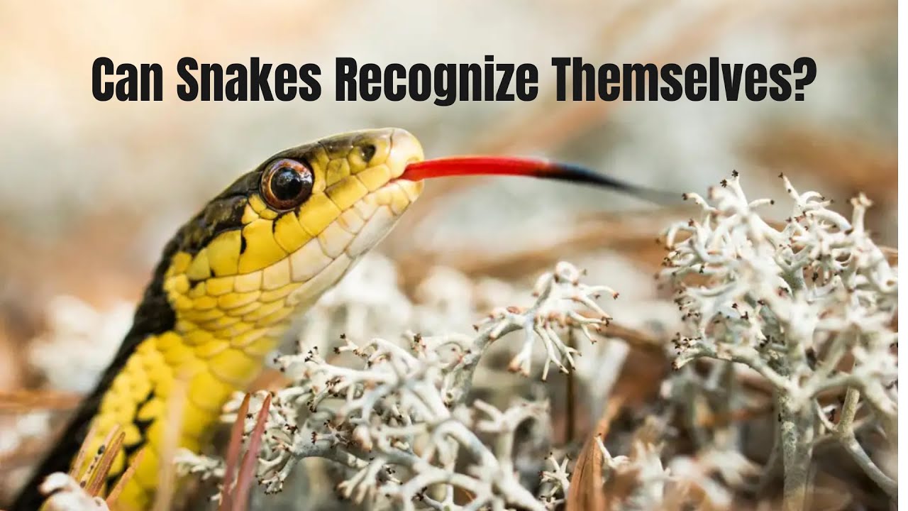 Snakes show signs of self recognition in a smell based 'mirror test'