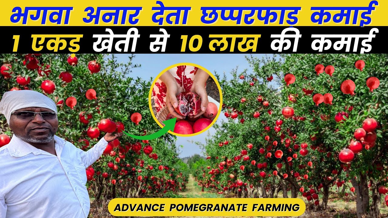लाल सोने की खेती से लाखो की कमाई Pomegranate Farming। Anar Ki Kheti अनार की खेती की पूरी जानकारी