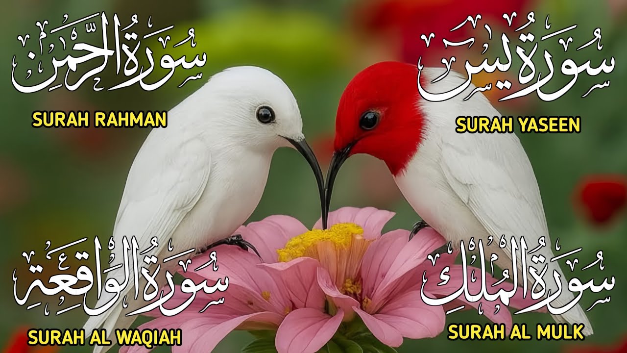 Surah Yaseen ❤ Surah Rahman ❤ Surah Al Waqia ❤ Surah Al mulk Soothing Quran recitation | Ep177
