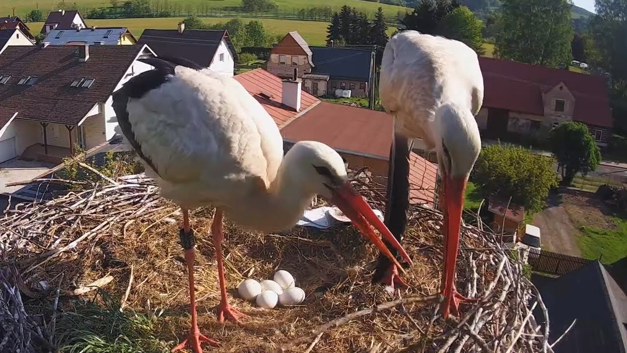 Čápi Mladé Buky | Špinavá plenka a trčící pírko | A dirty diaper and feather sticking out