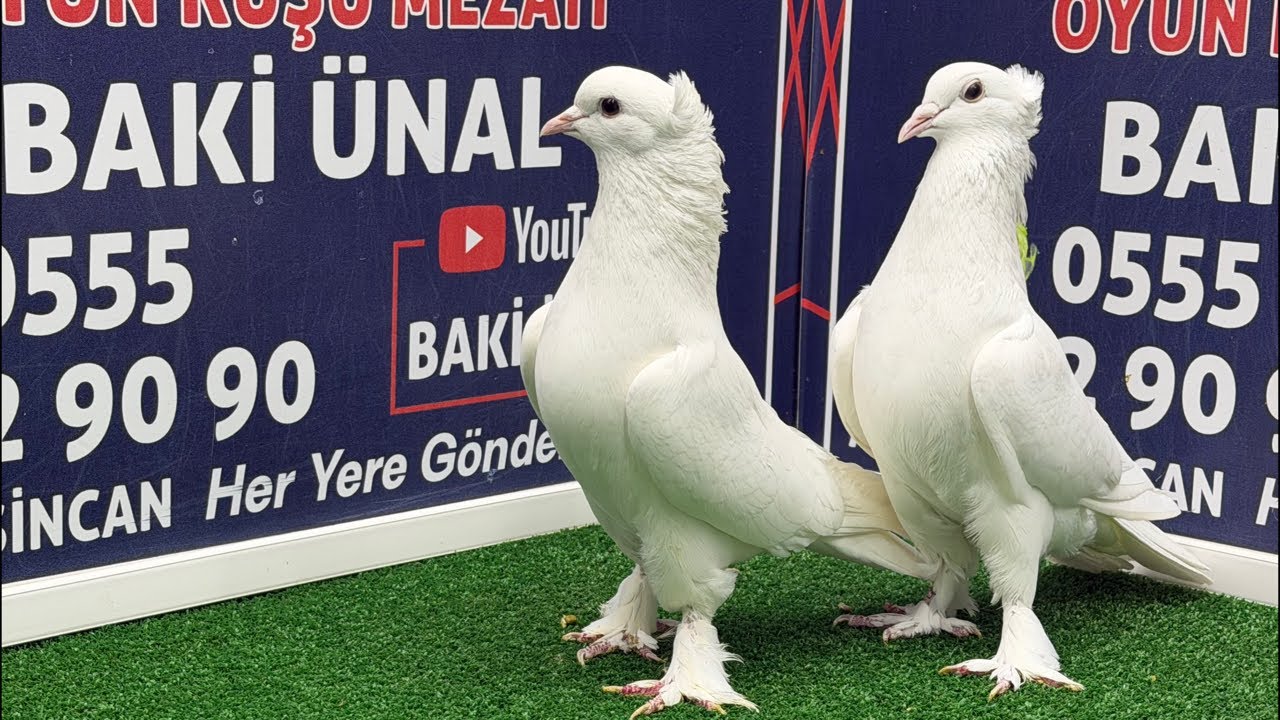 🏆❗👑 Canlı Güvercin Mezatı #Mezat BAKİ ÜNAL 🏆❗👑