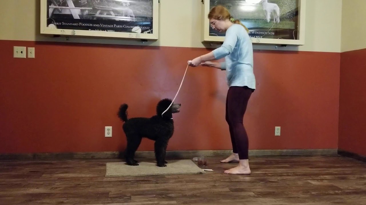 Training beginning steps of conformation show stacking