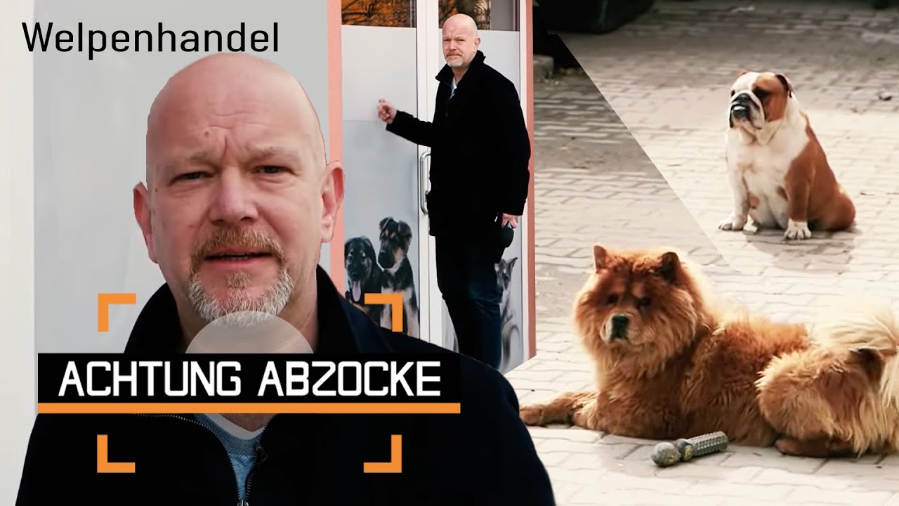 Grausamer Online-Welpenhandel! Firma verkauft KRANKE Tiere im Internet! | Achtung Abzocke Kabel Eins