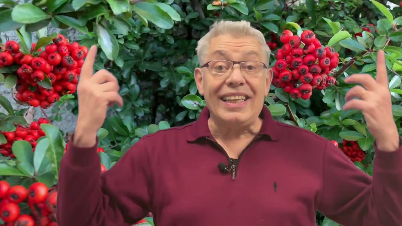 Le pyracantha et ses fruits !