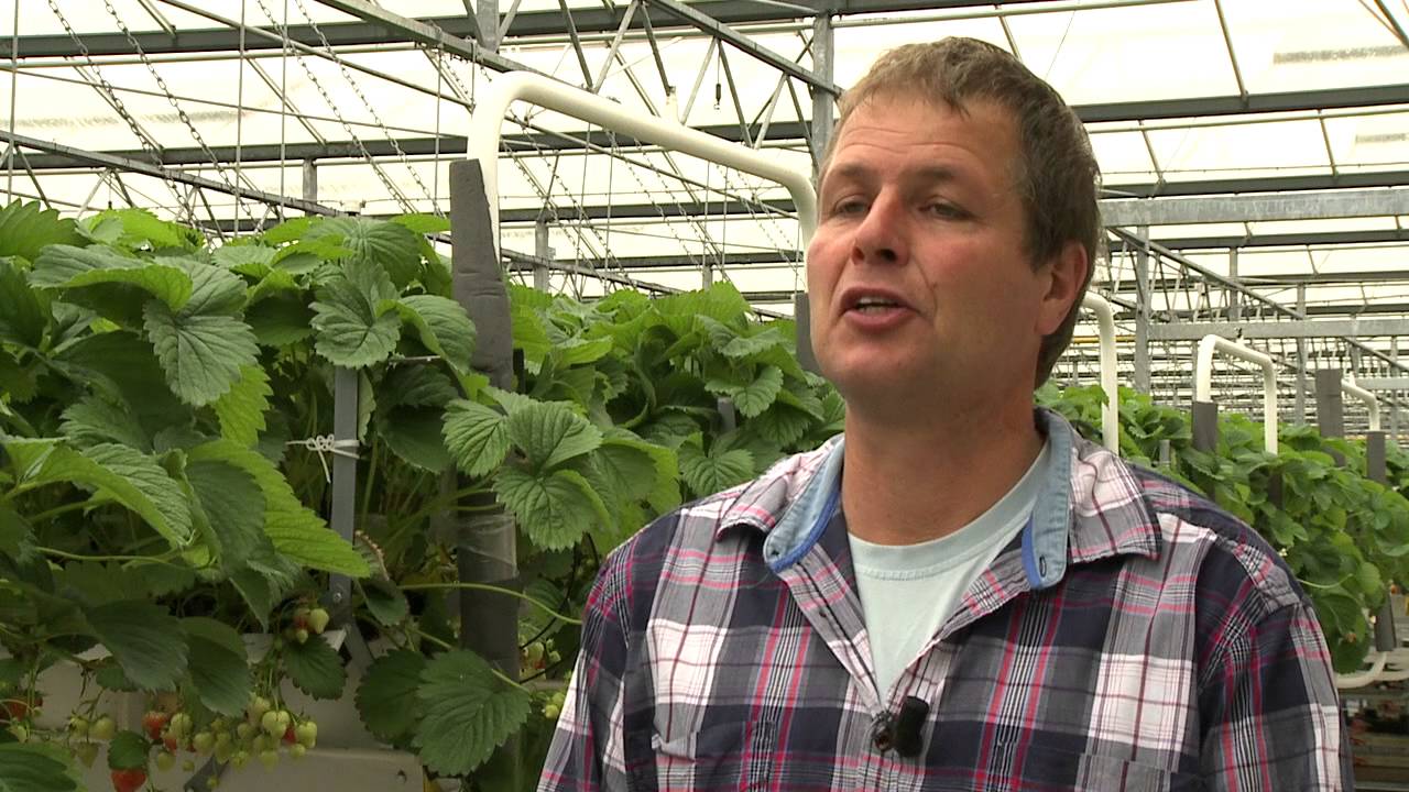 Verse Oogst - Aardbeienbedrijf De Ruiter