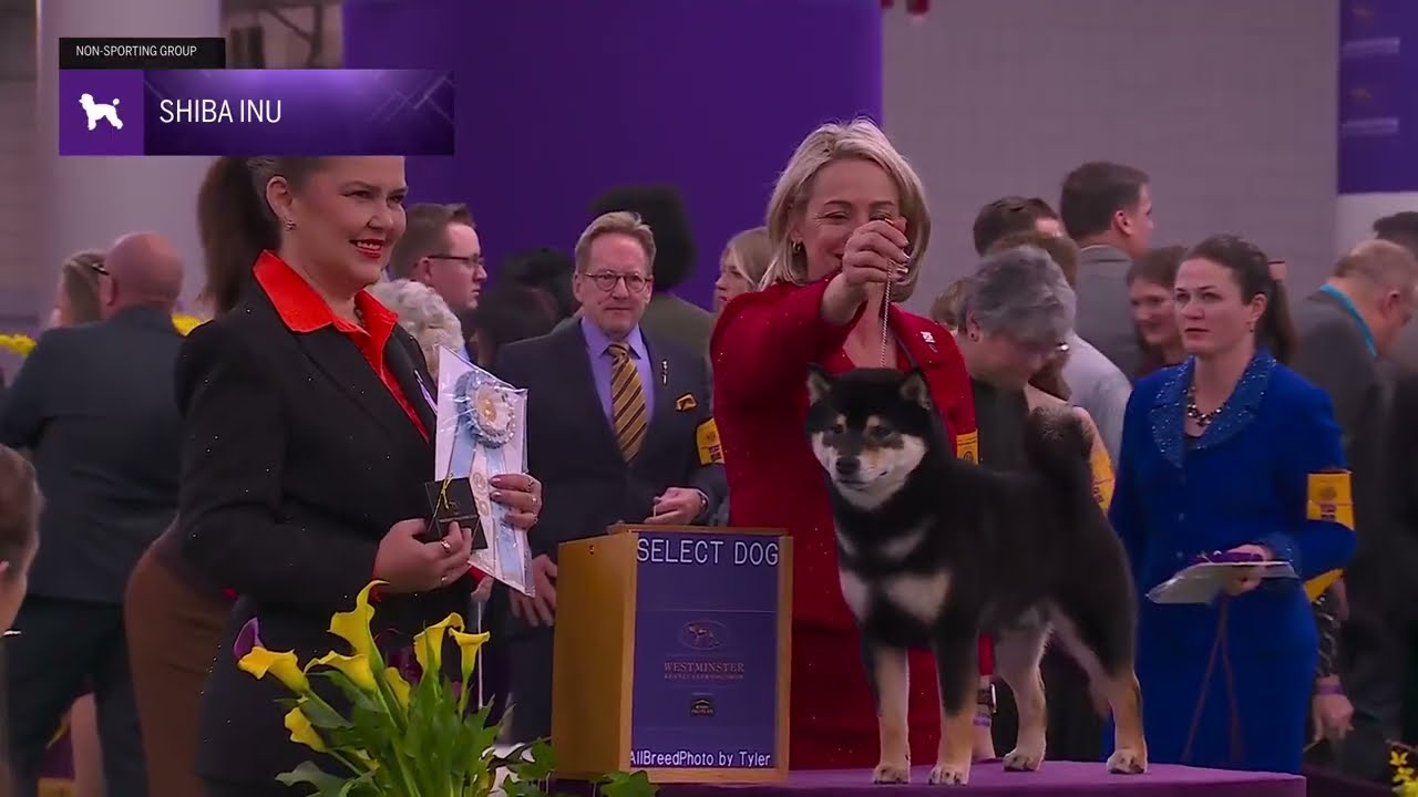 Shiba Inu | Breed Judging 2026