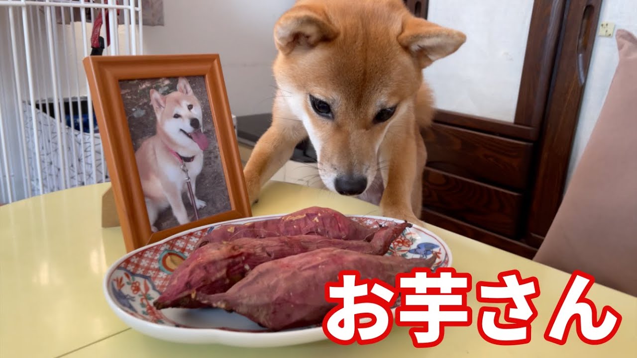 小春ー！小夏ー！お芋さん掘ってきたよってに　柴犬小夏1歳