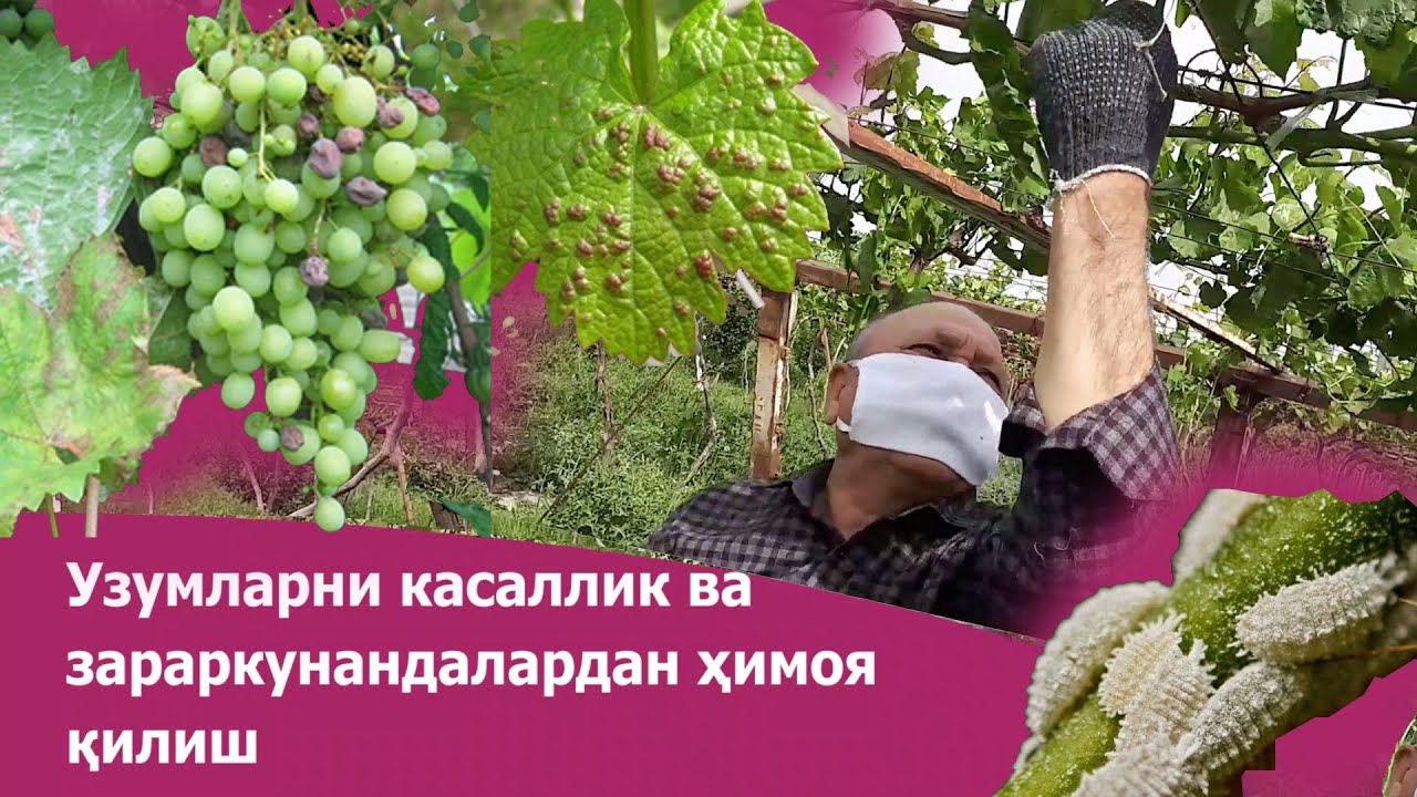 Узумни касаллик ва зараркунандалардан ҳимоя қилиш
