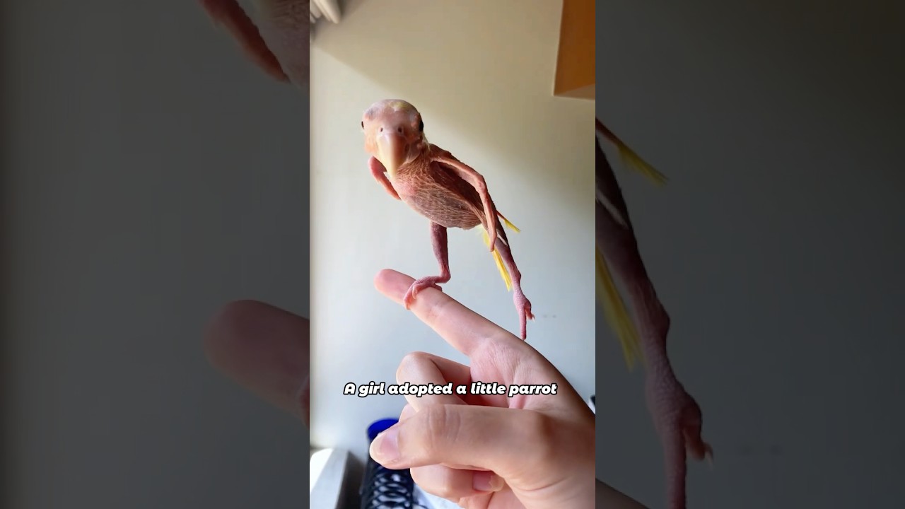 Попугай отрастил перья #животные #попугай #милый #дружба #шорты
