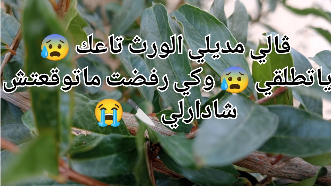 ڨالي مديلي الورث ياتطلقي 😰وكي رفضت ماتتوقعوش شادارلي 🔪😭