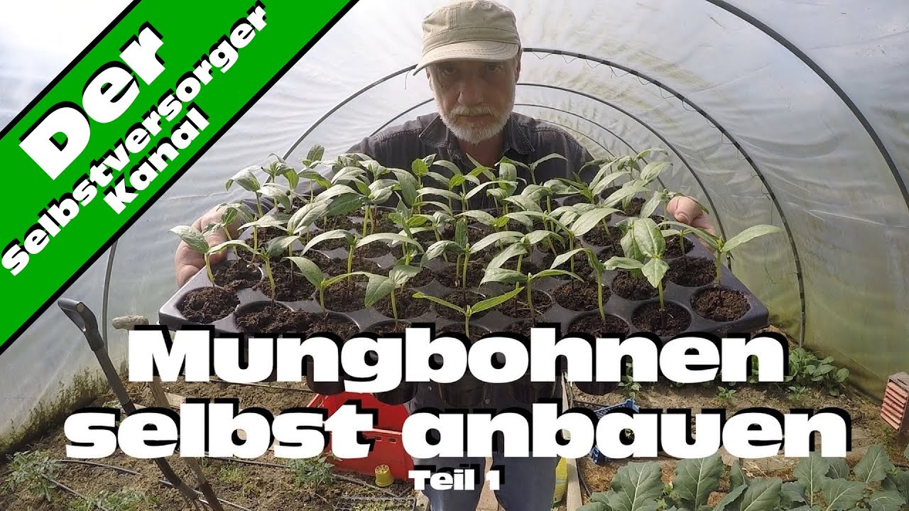 Mungbohnen selbst anbauen.  Geht das? Teil 1